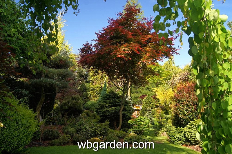 wbgarden spring 49.JPG